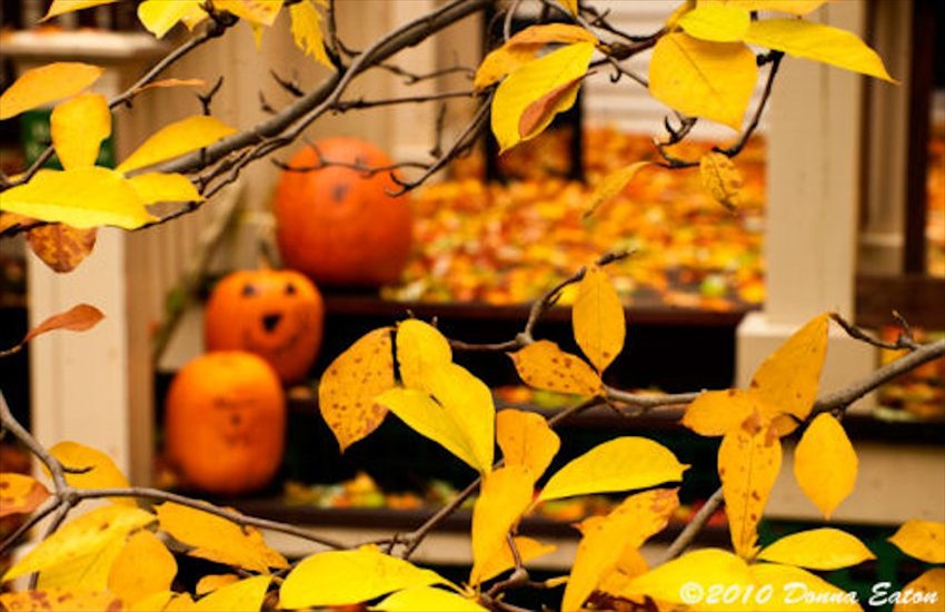 donna eaton pumpkins
